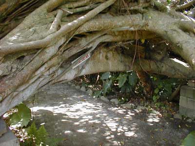 ガジュマルのトンネル ガジュマルのトンネル